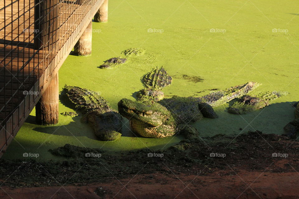 alligators