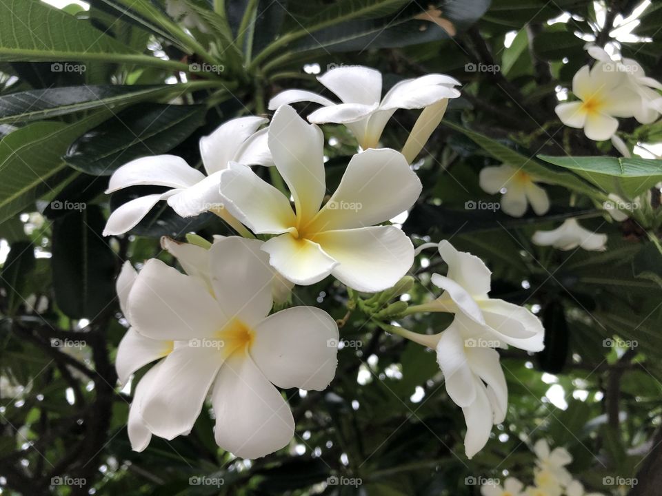 White Flowers :) 