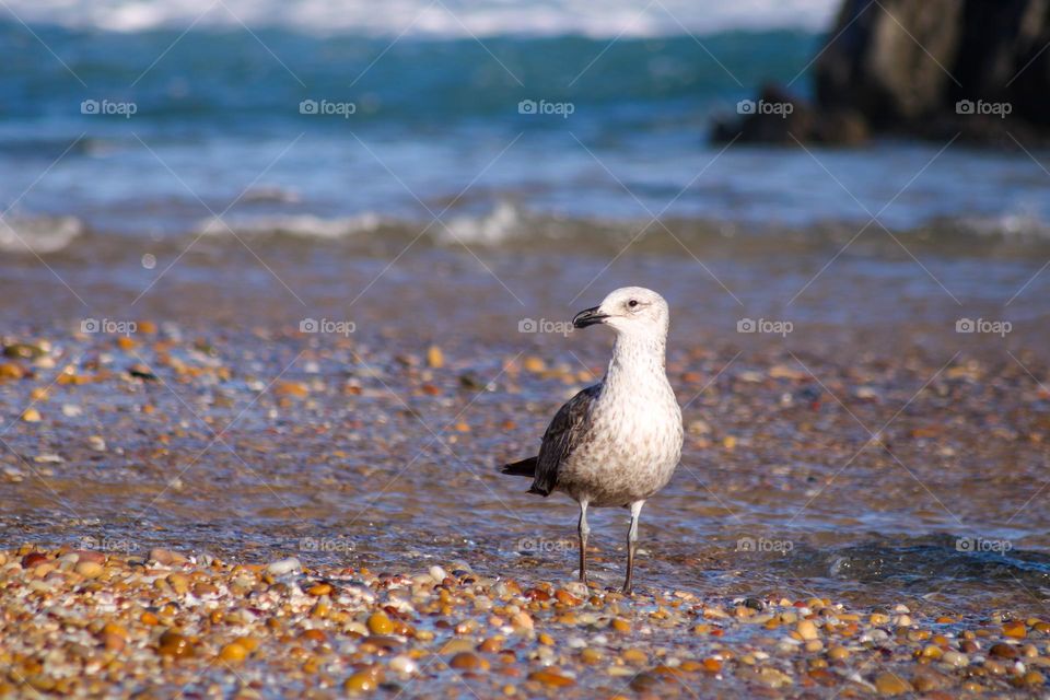 Seagull at sea
