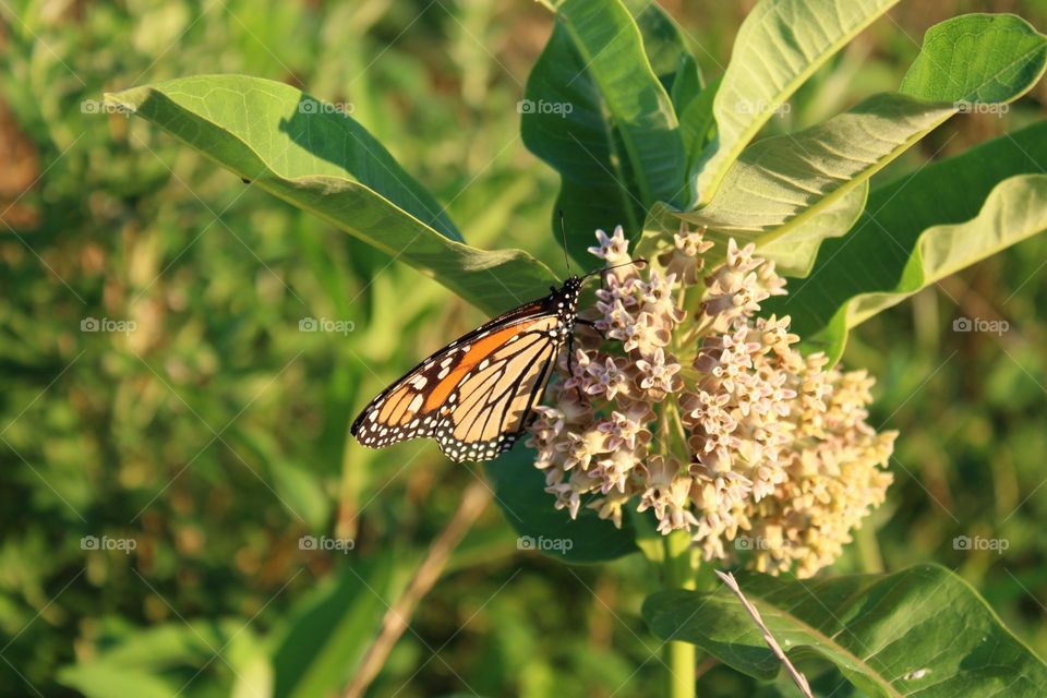 Nature, Butterfly, Summer, Insect, Flora