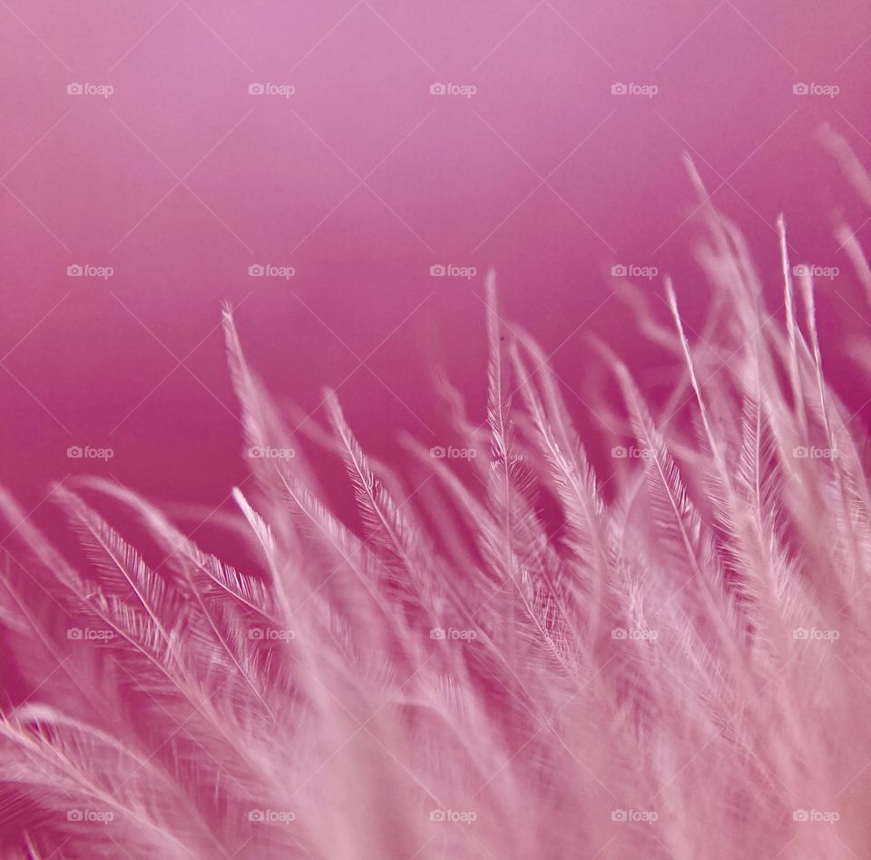 pink fluffy feathers in macro
