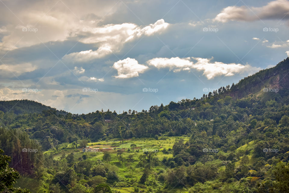 Paddy field with mountain range