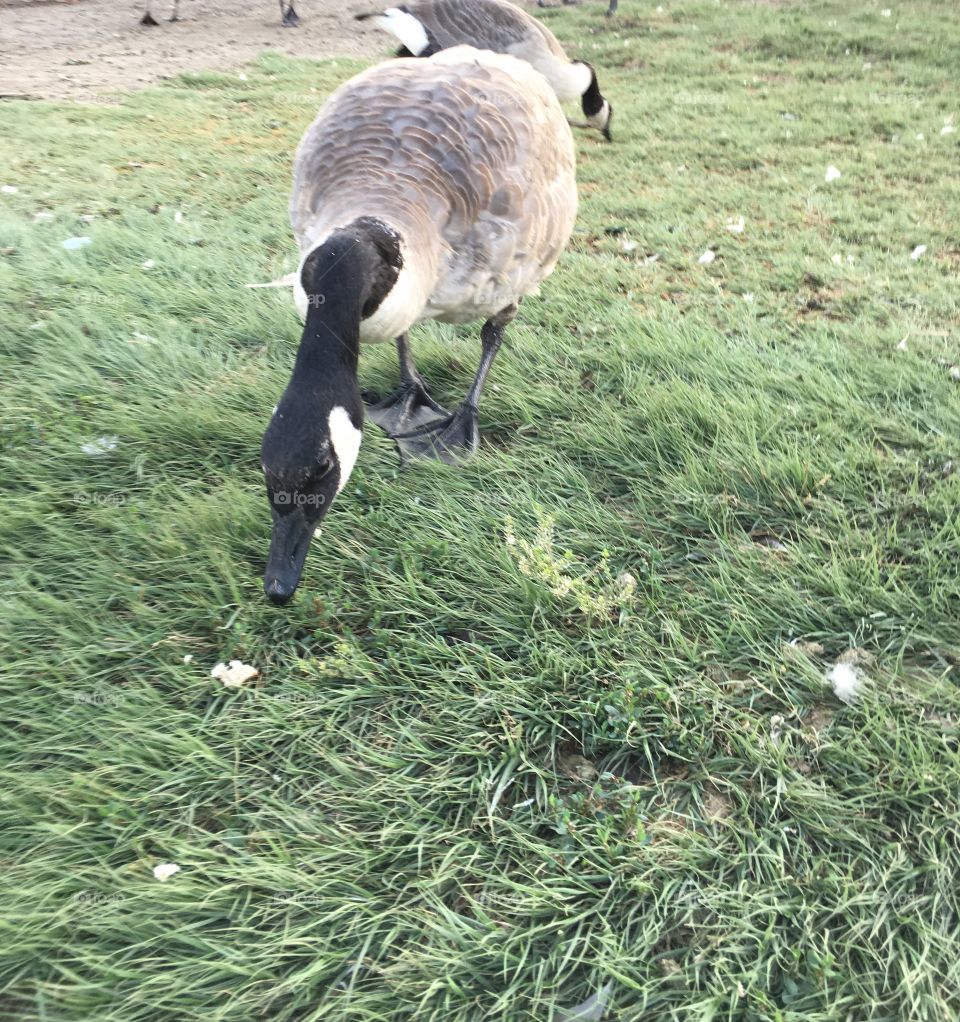 Canadian geese