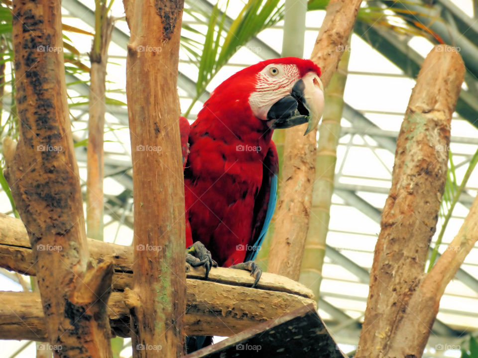 Parrot, bird, red, blue, beck, feather, feathers, zoo, forest, animal, color, colors, colorfull, nature, wood, rainforest, tree, trees