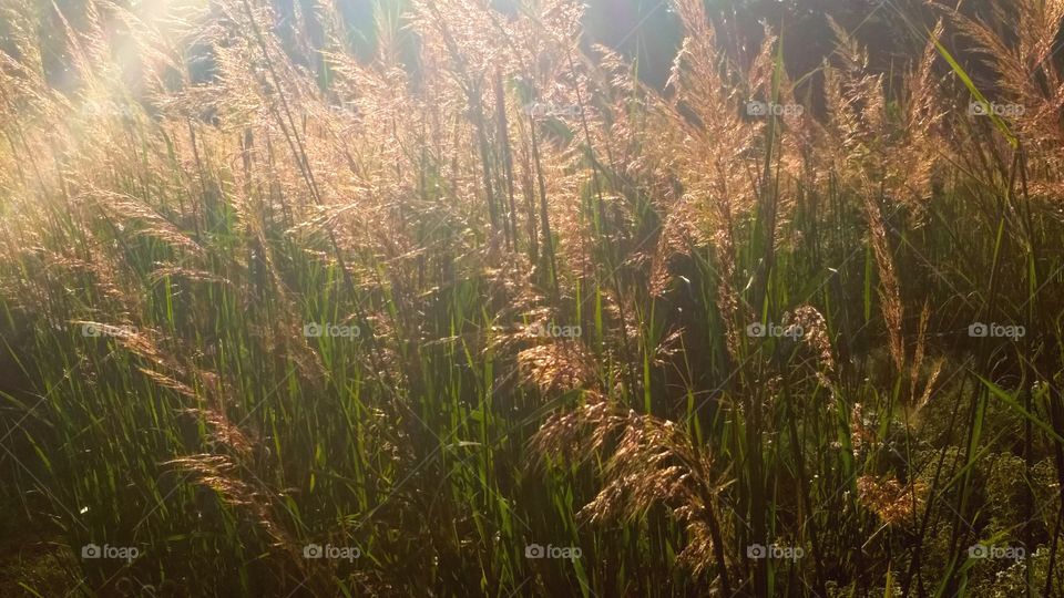 golden summer evening