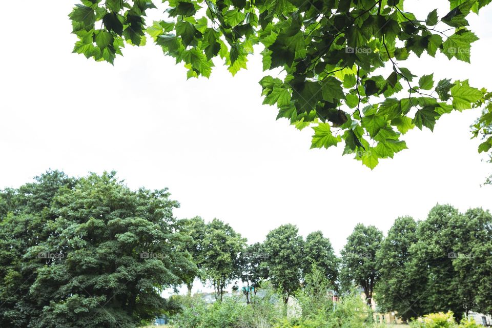 forest view location