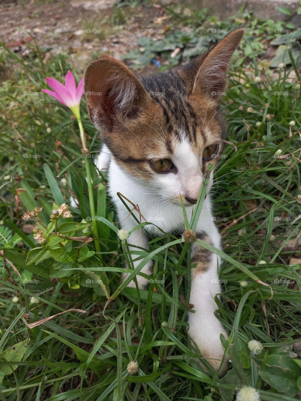 Cute kitten playing in the grass