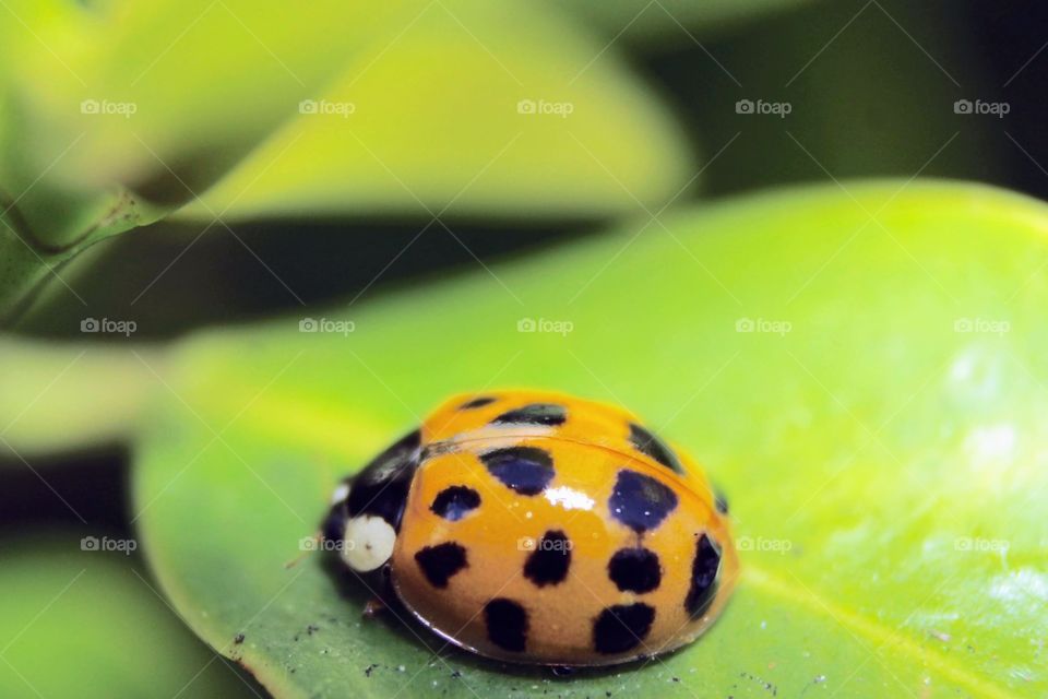 Yellow ladybug 