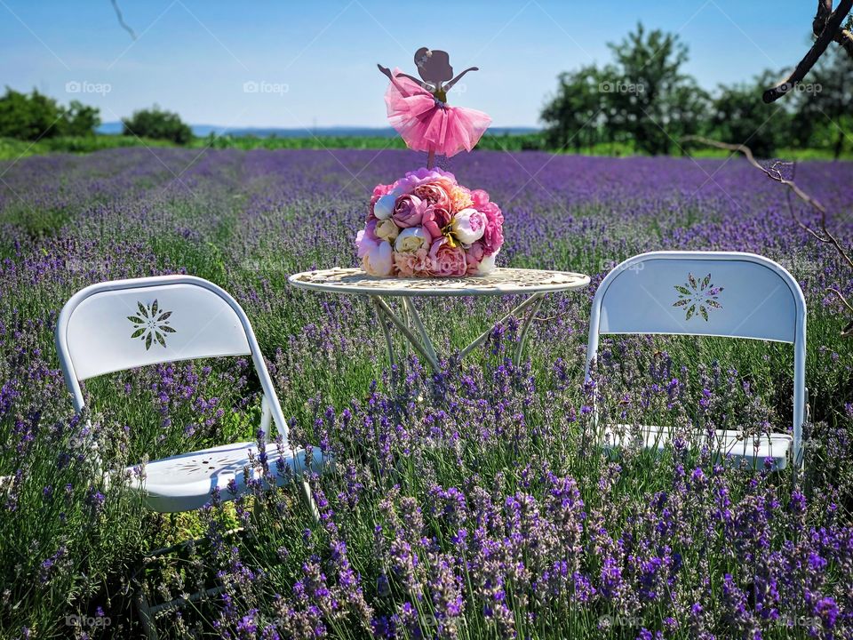 Summer in lavender