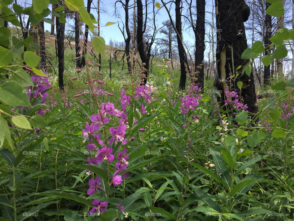 Fireweed in Full Bloom. Pink fireweed wildflower in full bloom in a wildfire burn site