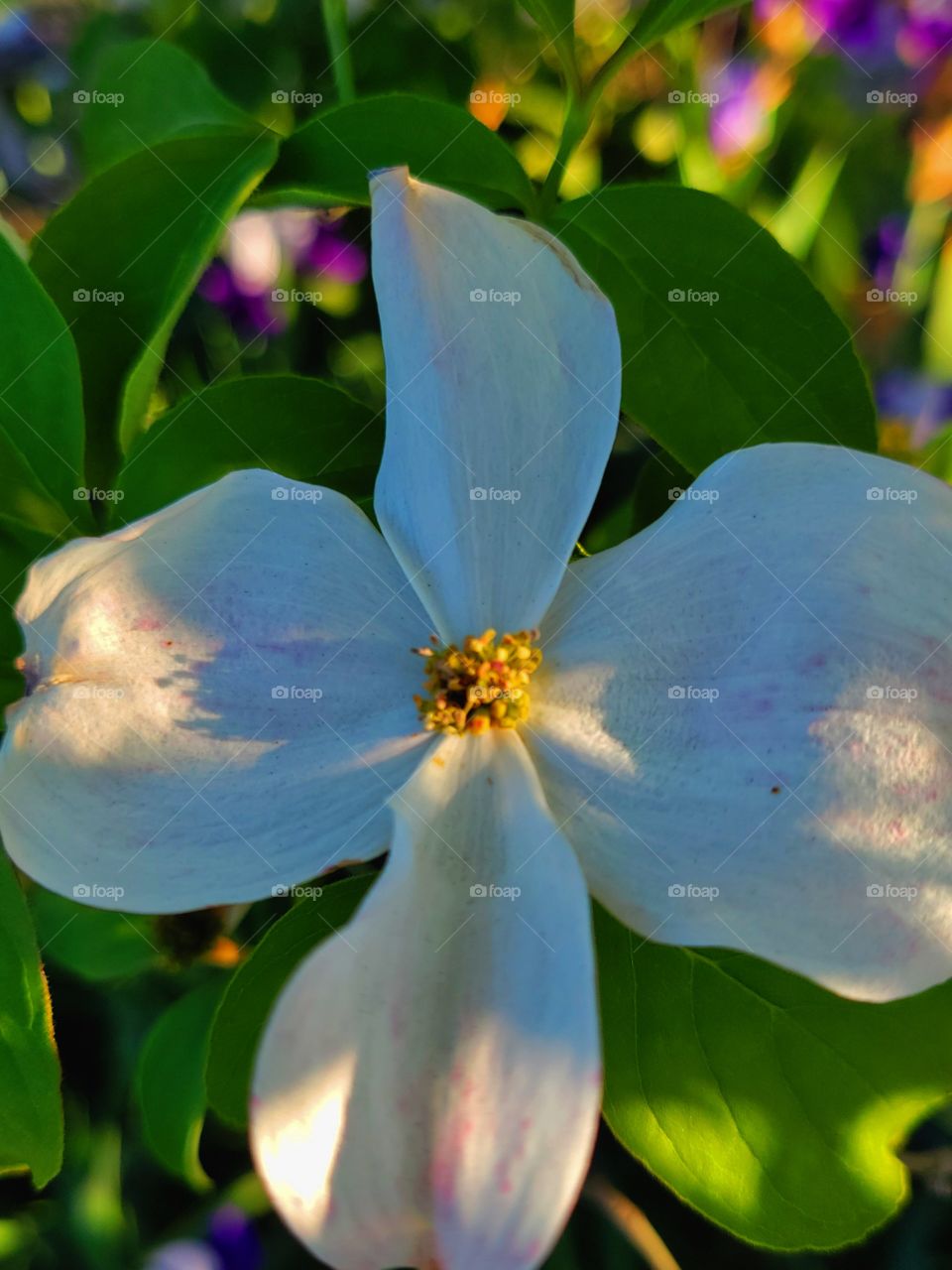 white Dogwood tree Blossom