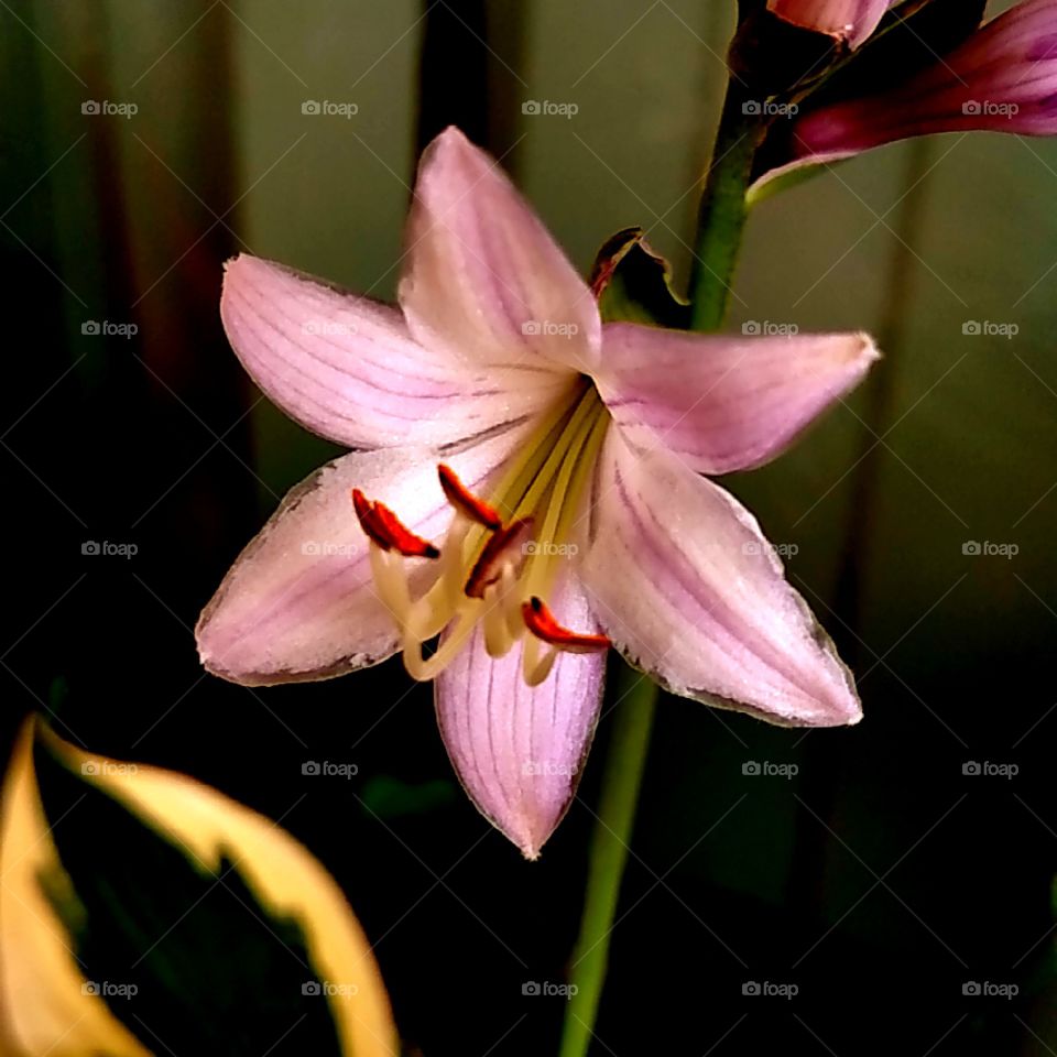 Hosta Purple Flower Bloom