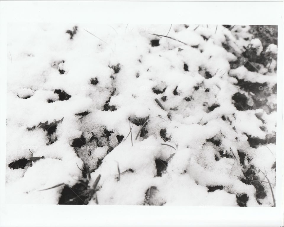 Scanned film photo of mid-March snow in Evansville, IN. Dandelion hiding under snow
