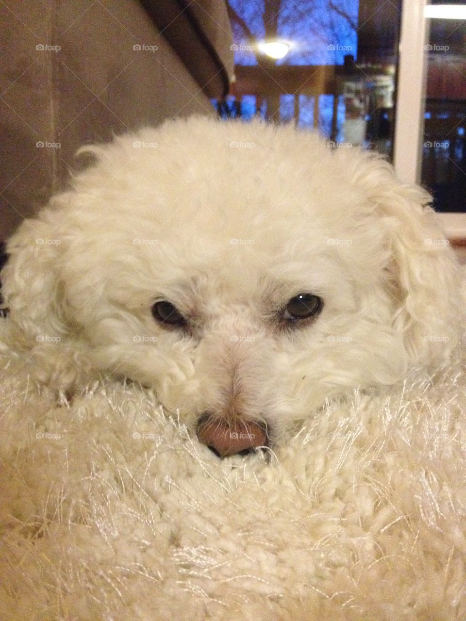 Camoflage. He blends in with the carpet so well