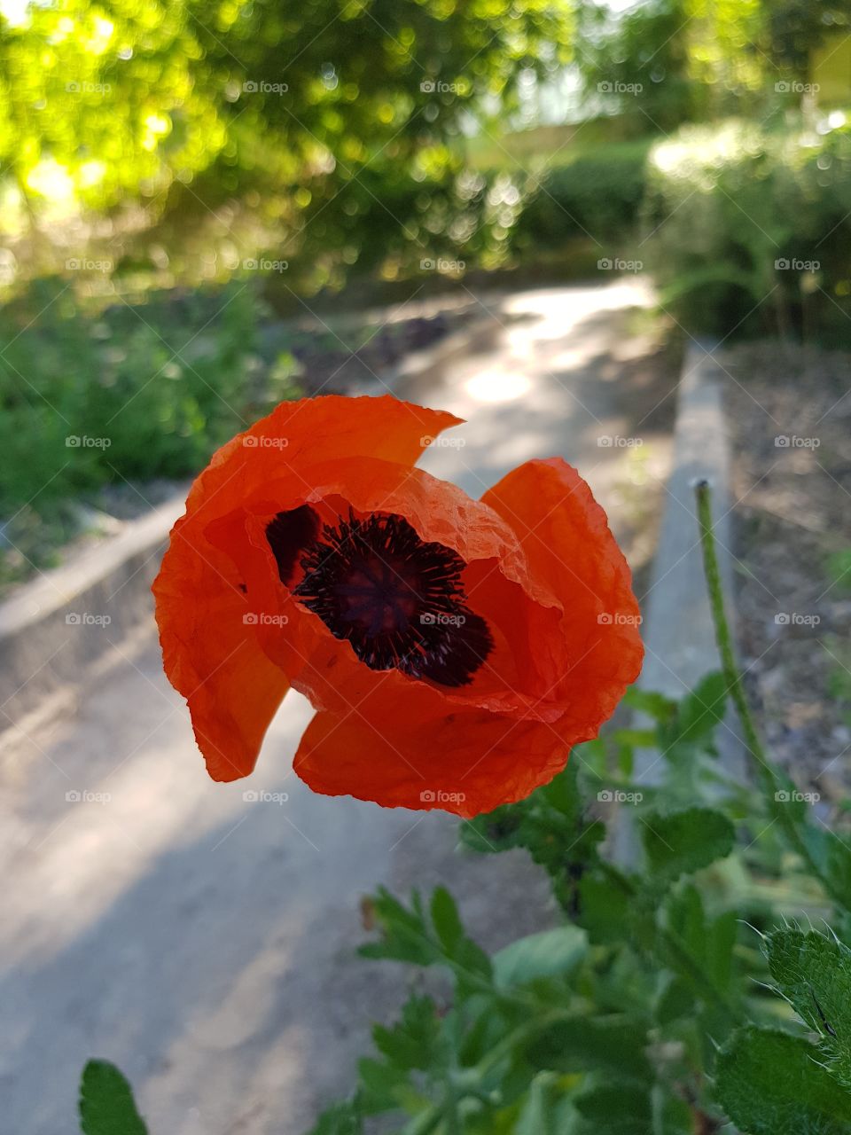 flowers and summer time, 🌺🌺🌺🌞🌞🌞🌞🌞