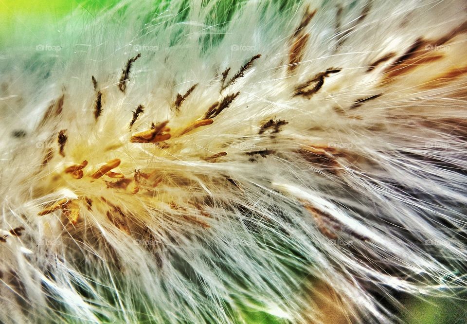 Smooth texture of hairy flower