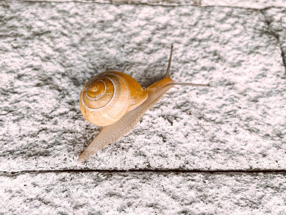 Snail 