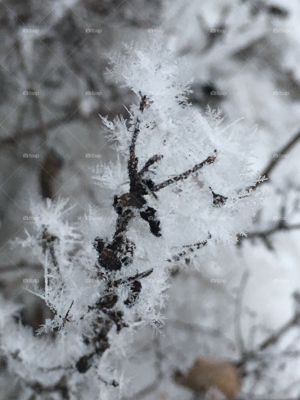 Frost crystals 