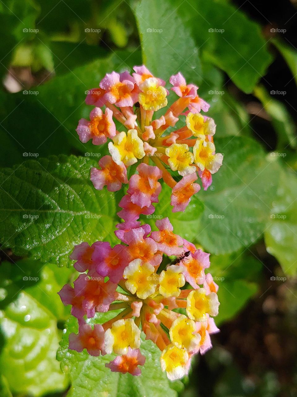 flowers captured