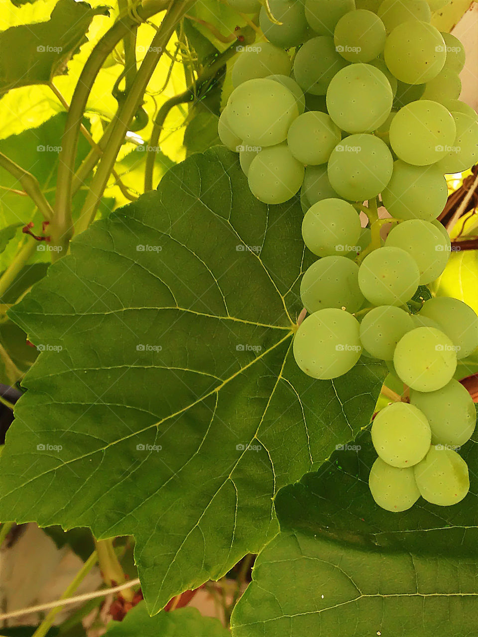 green sweden garden sommar by elluca