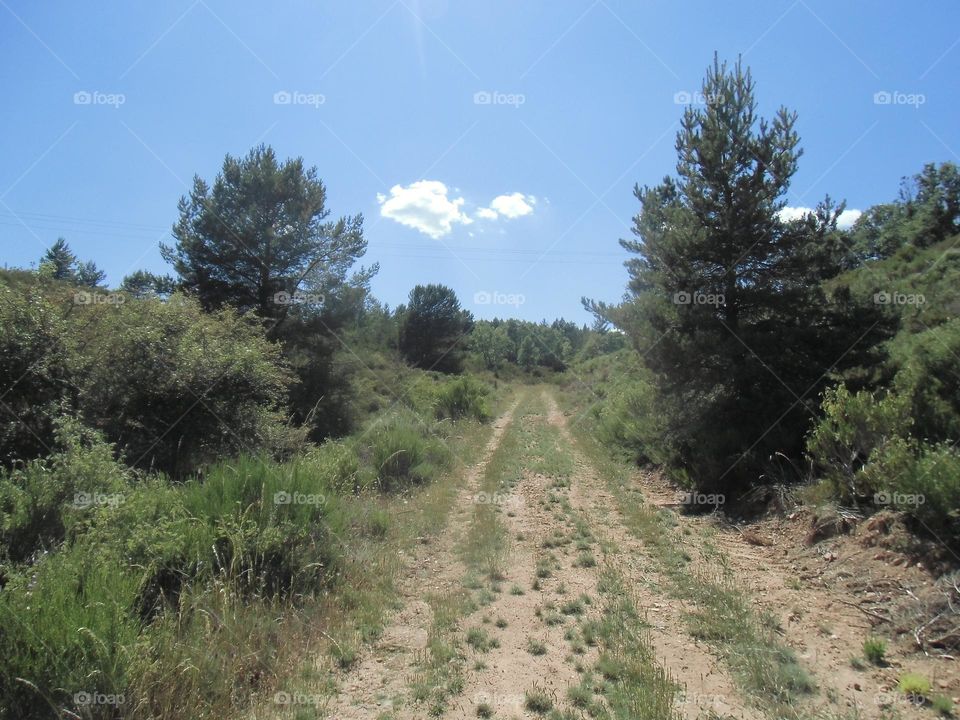 Un camino verde entre los árboles