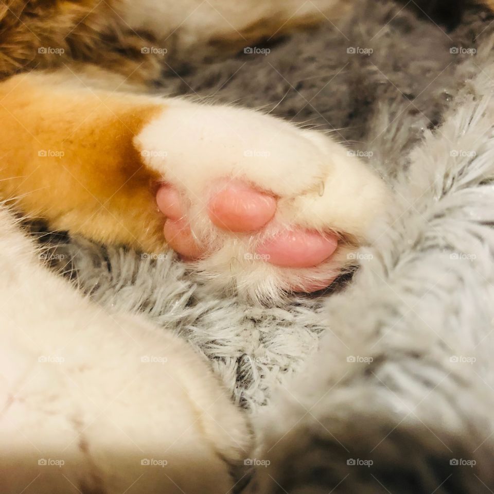 Warm little cat paw