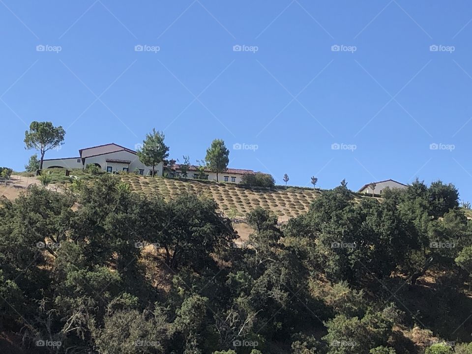 Vineyards on a mountain in Paso Robles, CA. They make up for a beautiful landscape