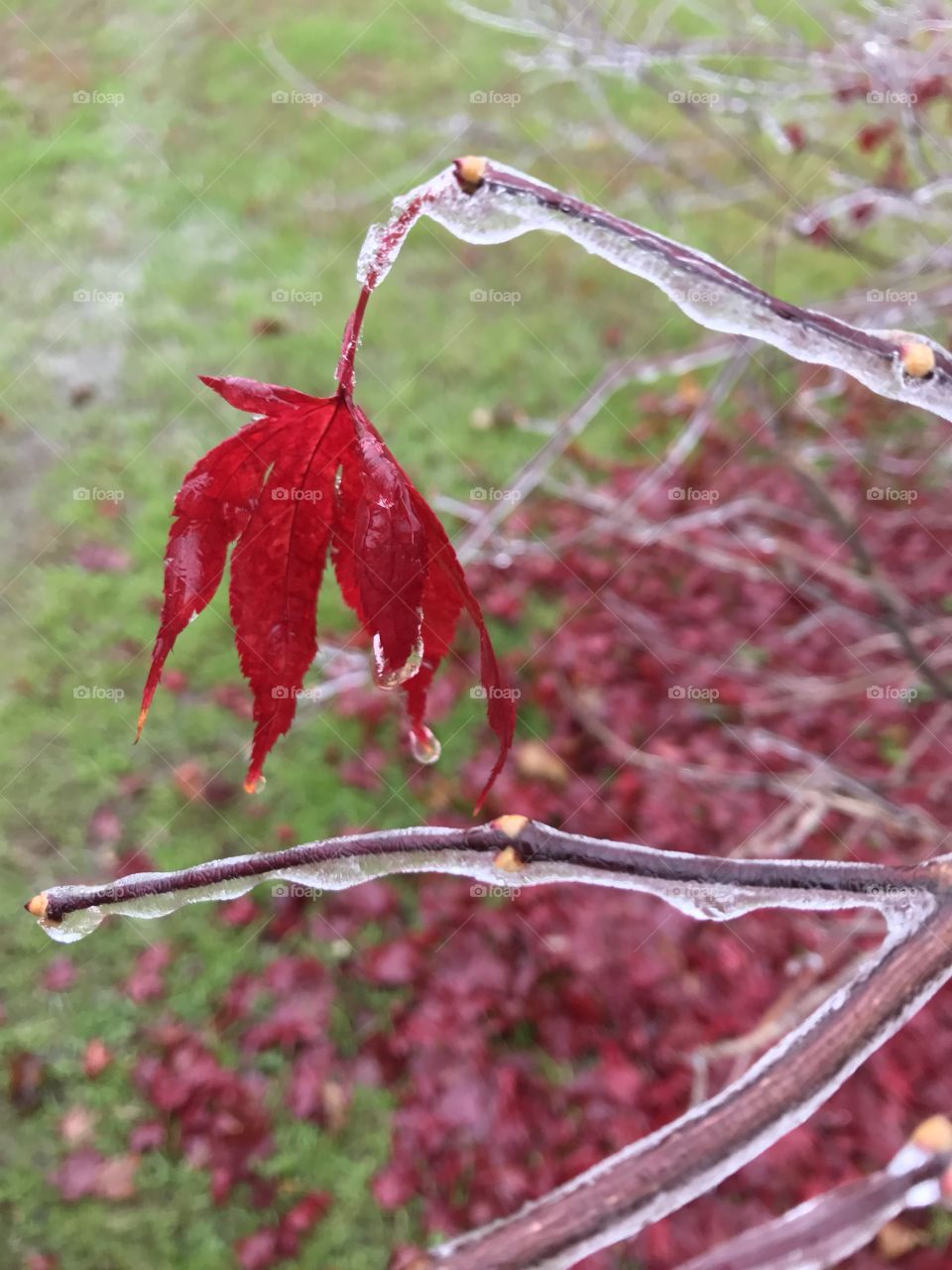 Love Color, Bright red leaf on ice covered branch 