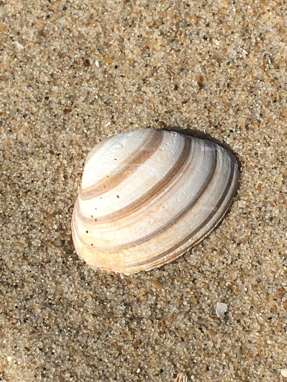 A shell on the sand