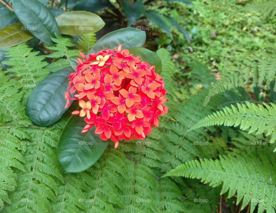 ixora