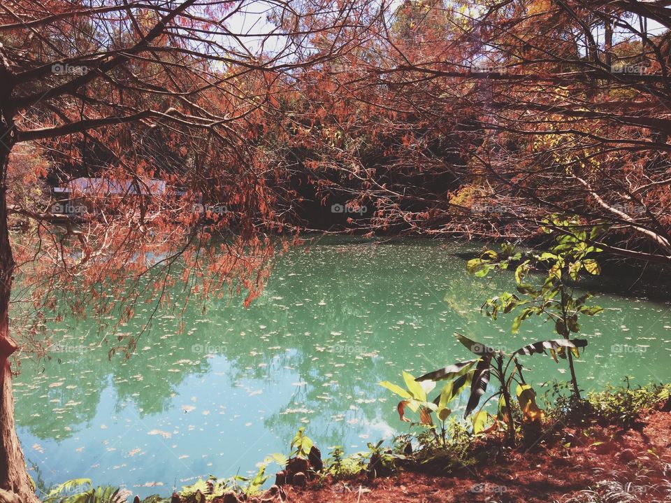 Lake View in Autumn Season