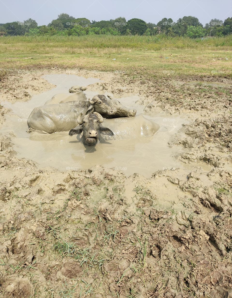 Buffalo🐃 in the Dirty Mud.