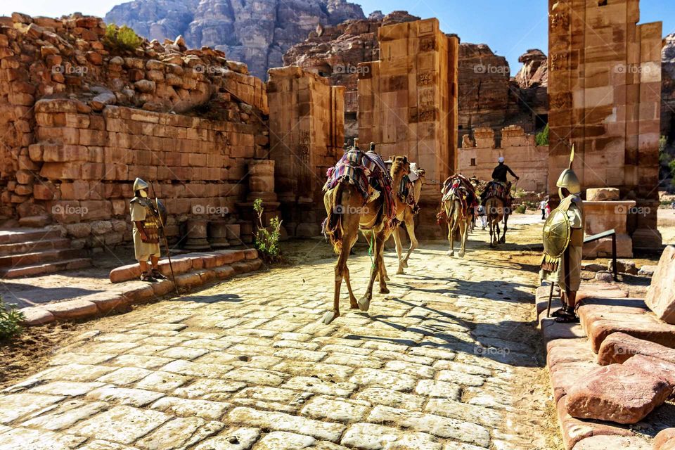 camels goes intro town of Petra Jordan
