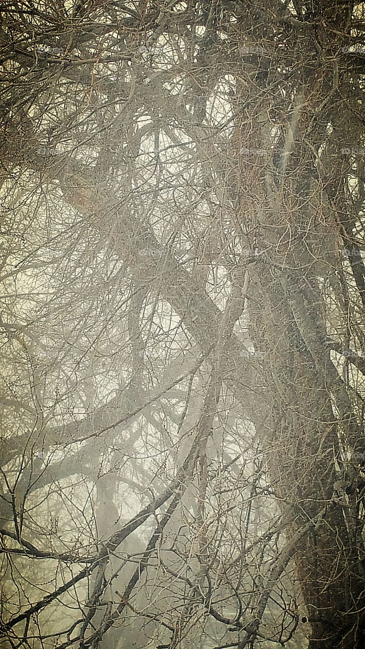 Limbs of Tree with Snow...