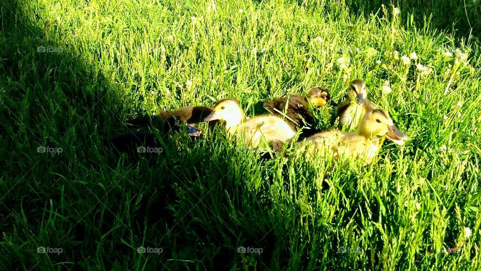 ducklings