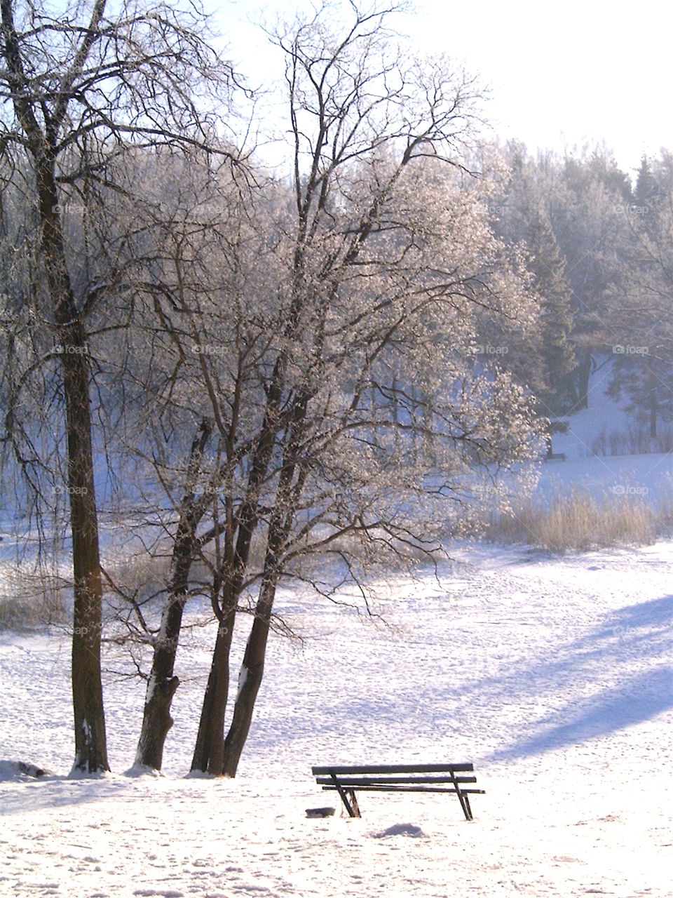 Bench in Winter Park 