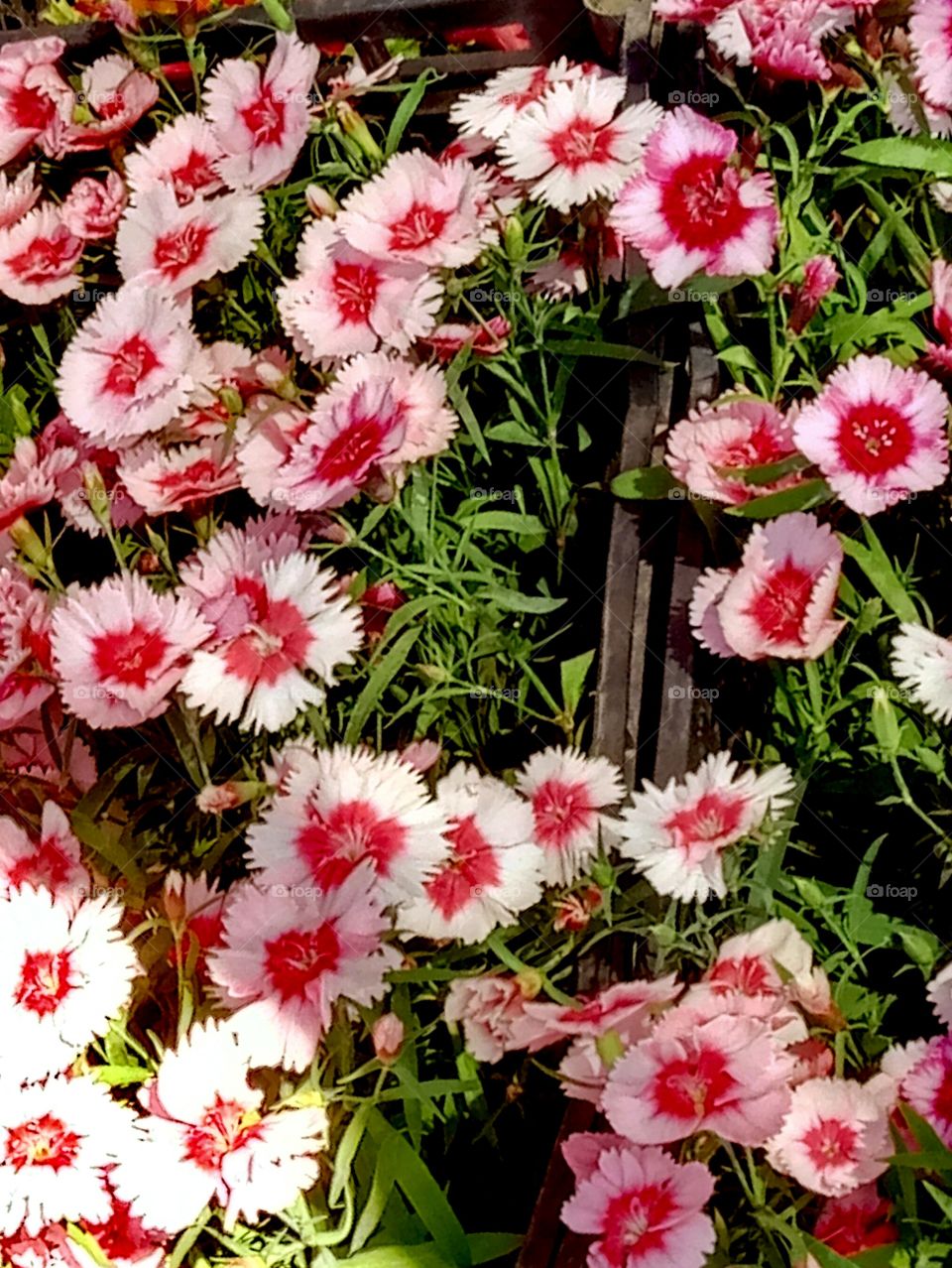 Flower, Flora, Floral, Nature, Garden