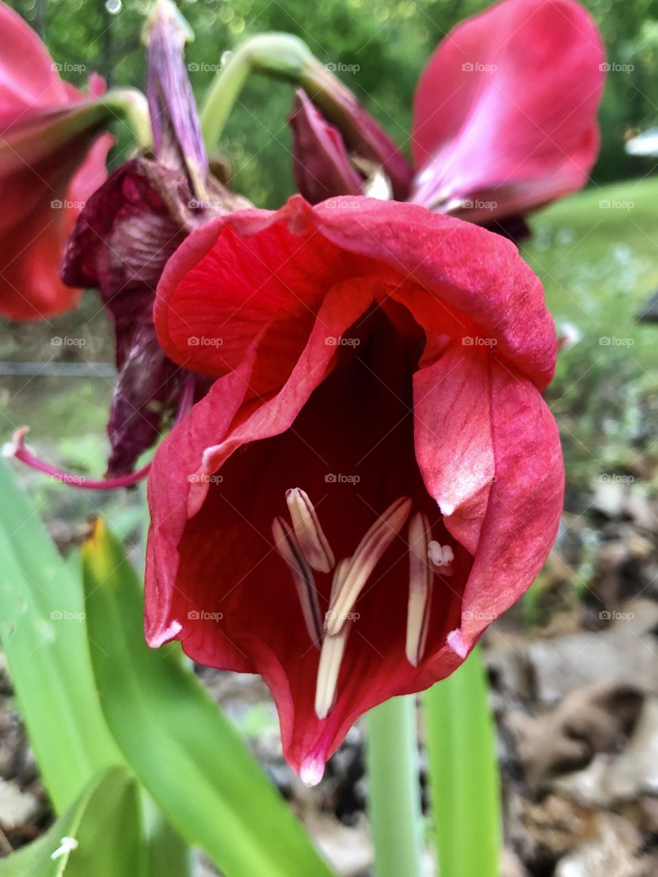 Closeup of inner structure of red amaryllis bloom