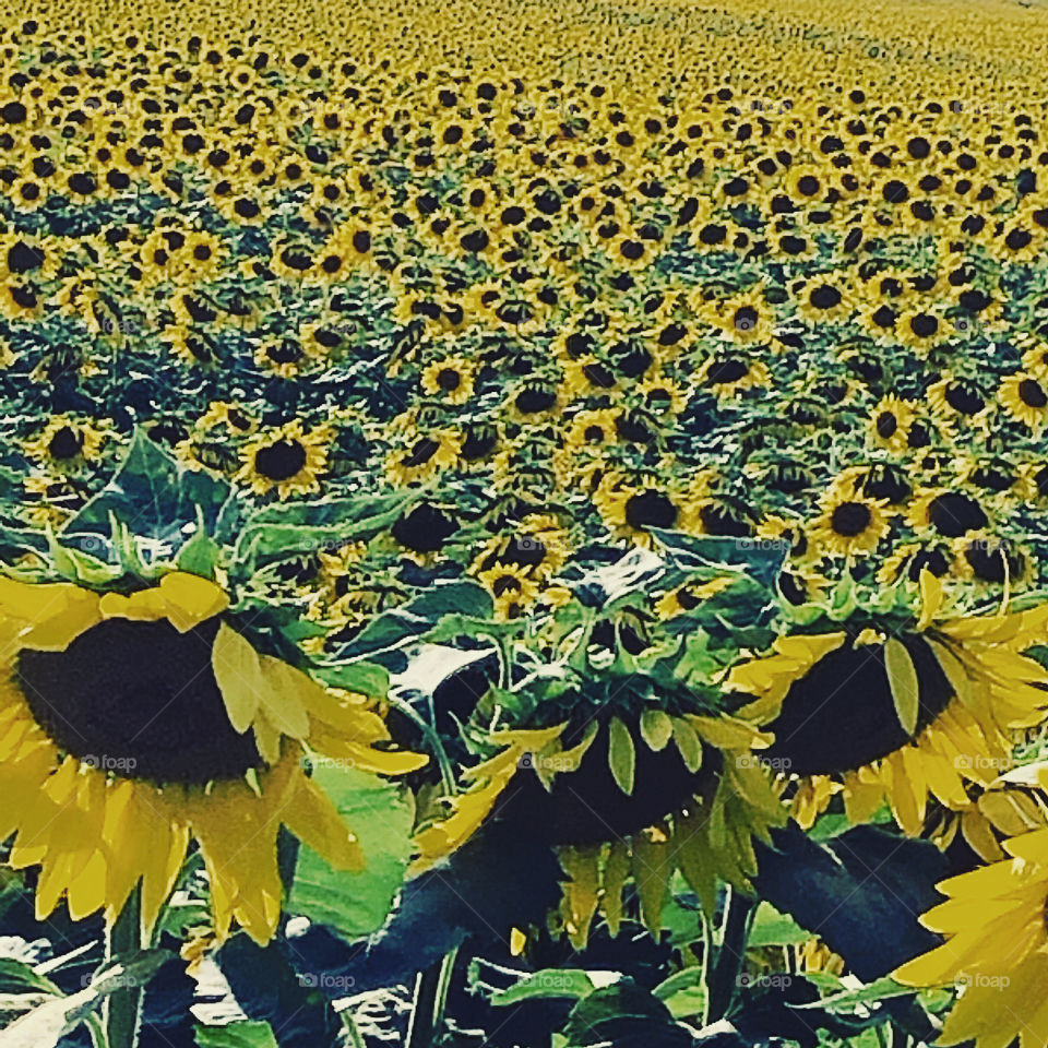 Sunflower farm full bloom peak bloom sunflower field in Chambersburg Pa 