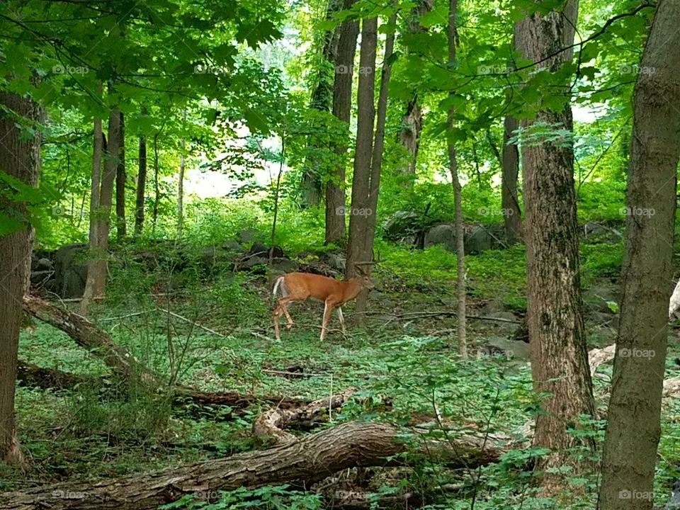 Deer roams through the woods in the palisades.