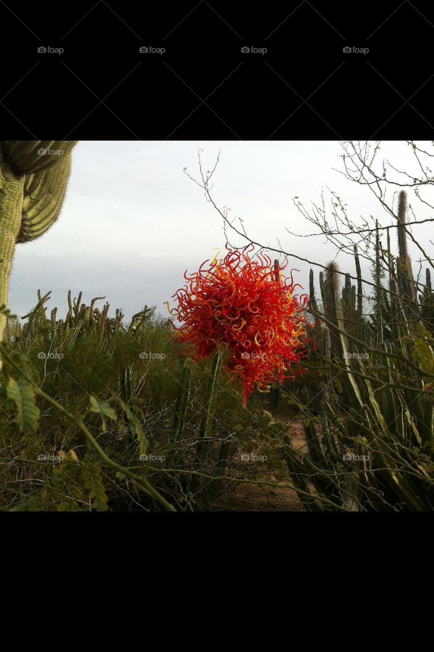 Art, desert, glass, cactus