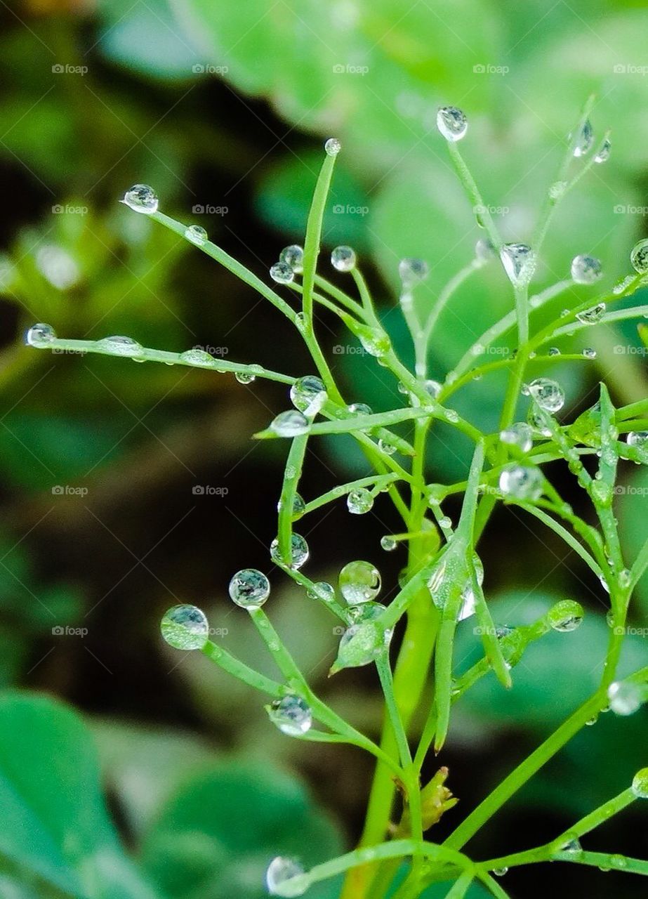 Drops on Green