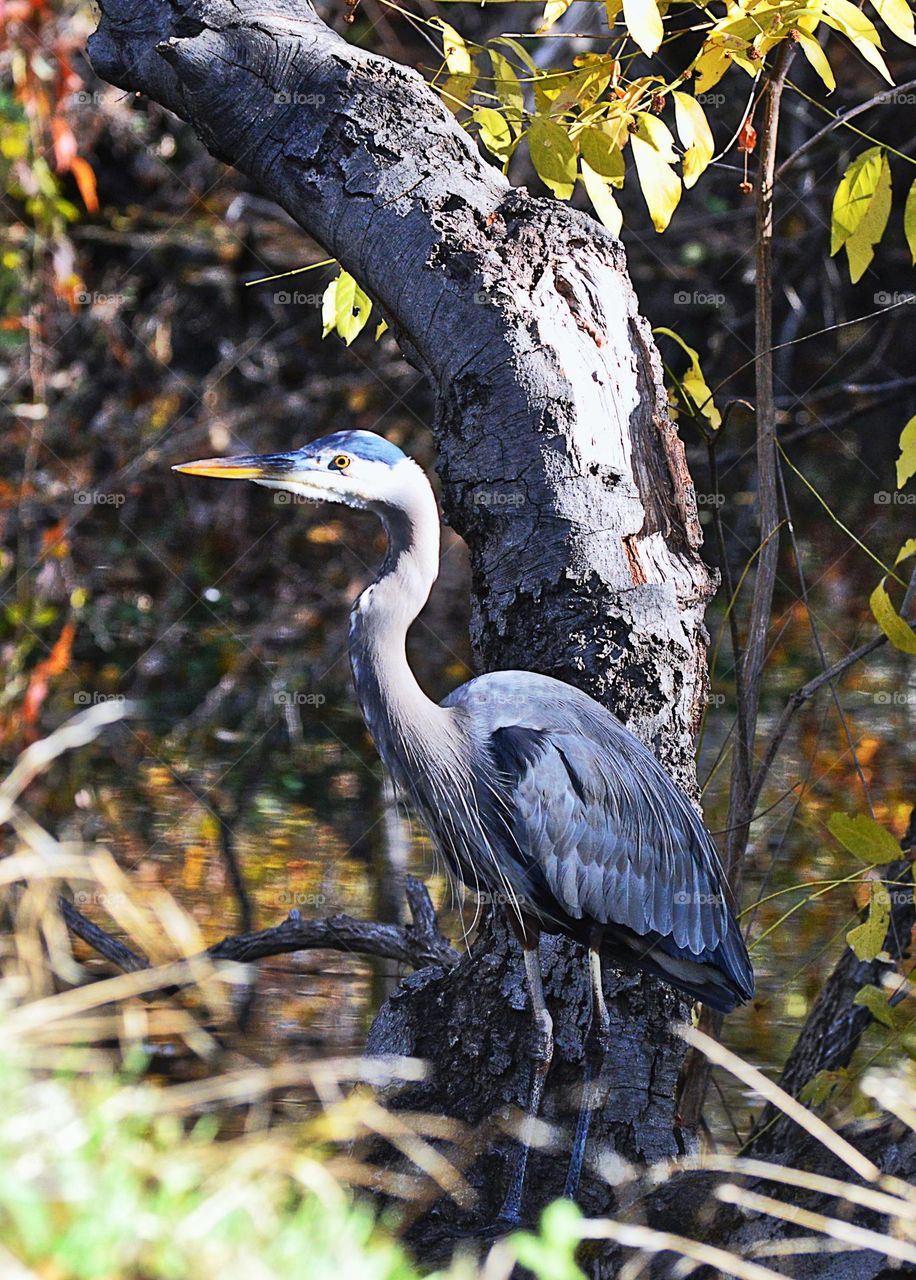 Blue and Gray egret standing by the edge of a stream