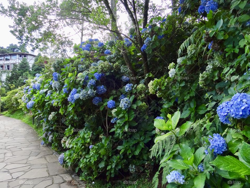 Hydrangea