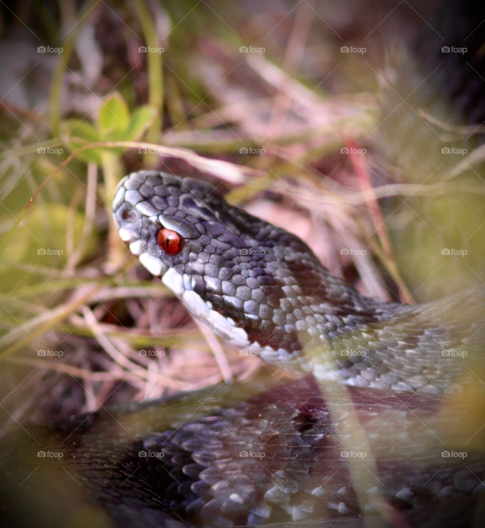 Red eye snake 
