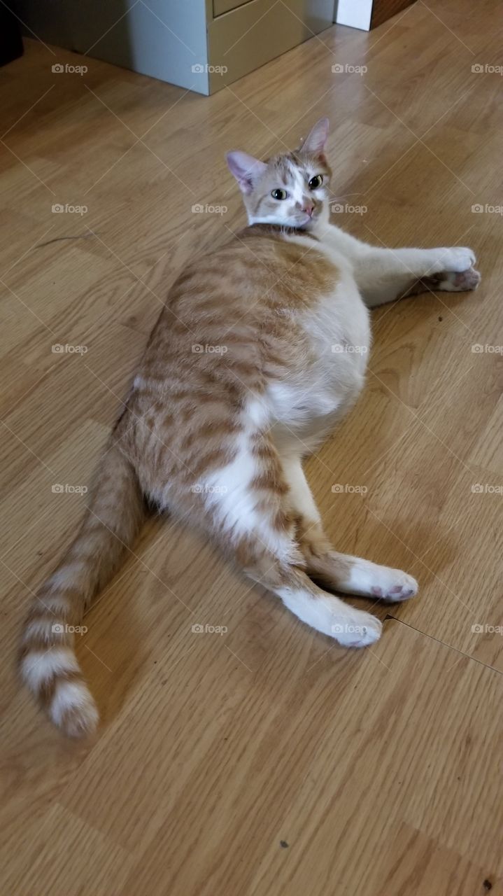 Pregnant Momma Cat
