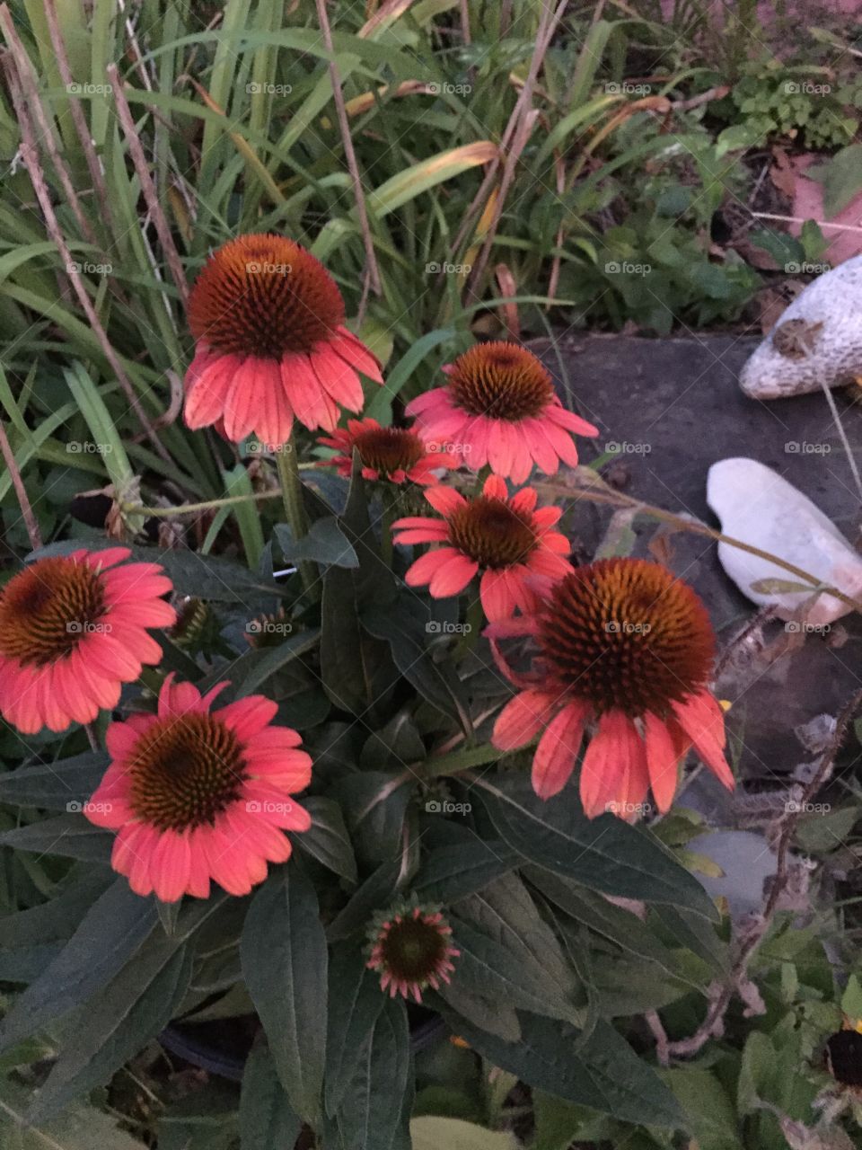 Bright beautiful flowers in the garden.