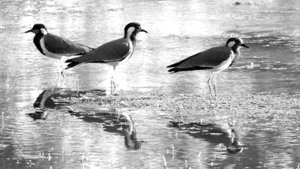 wildlife #Vadodara #Incredible reflection