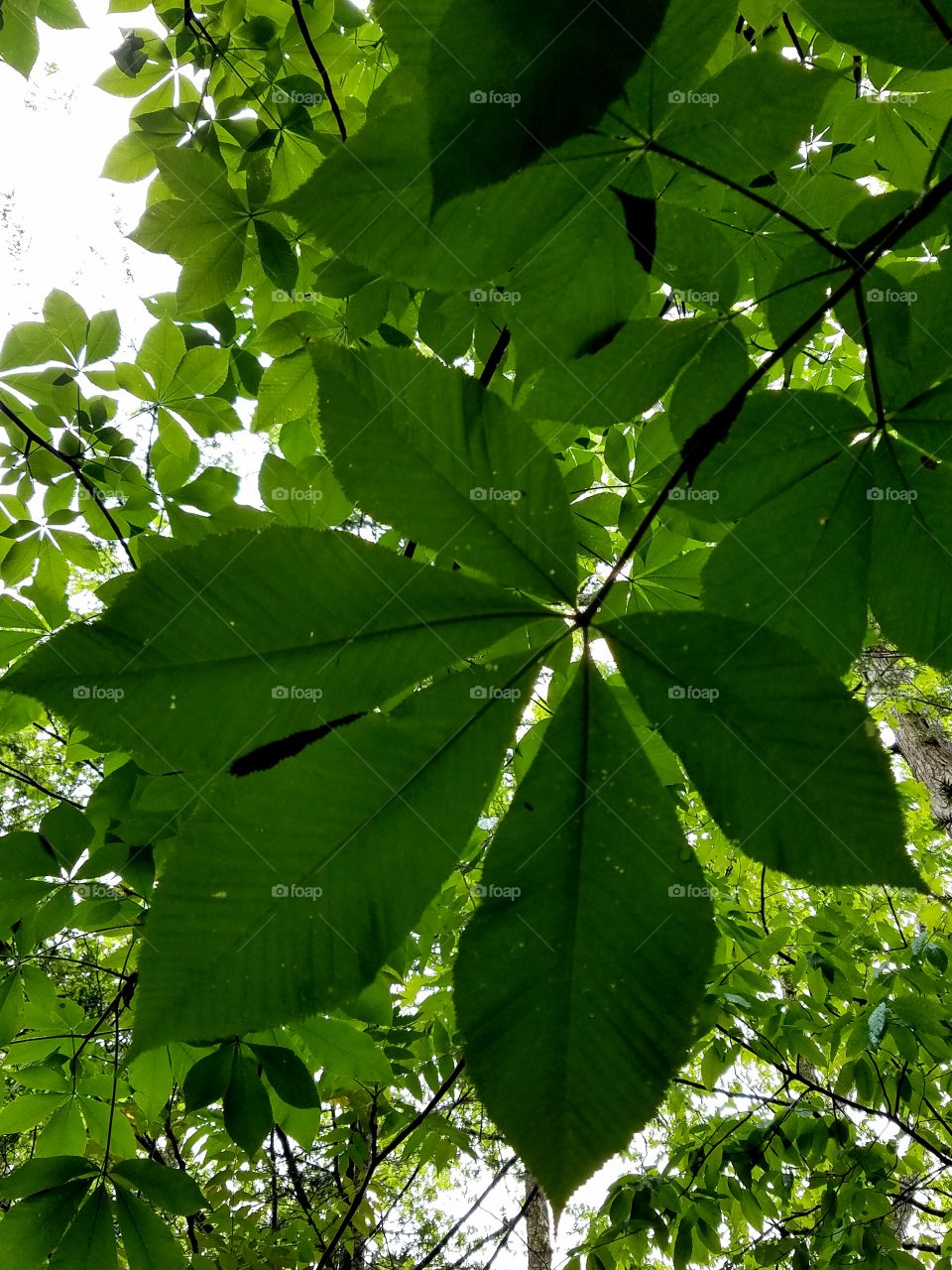Horse Chestnut leaves