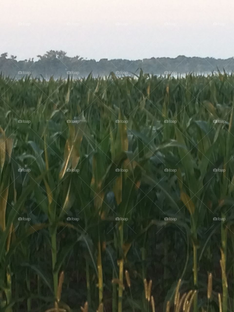 Foggy cornfield 